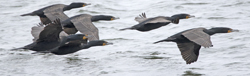 Double-crested Cormorants